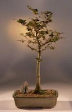 Copper Beach Bonsai.jpg